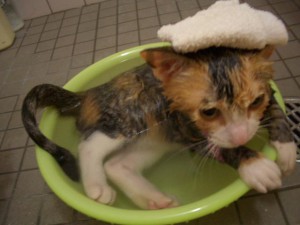 猫の半身浴